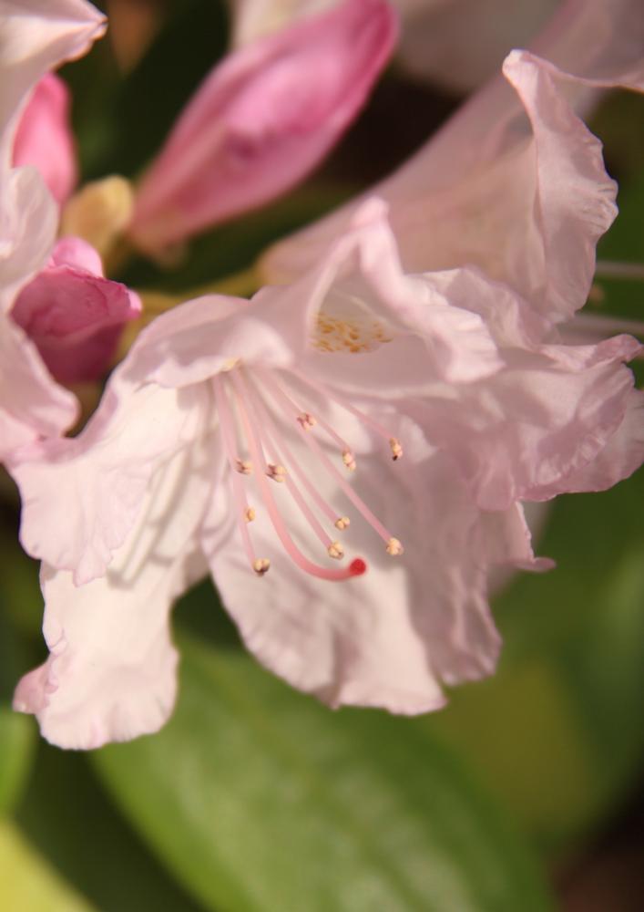 flowers20_8495.JPG