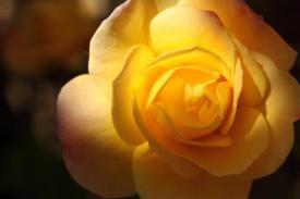 roses01_4623.JPG