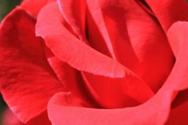 roses02_7593.JPG