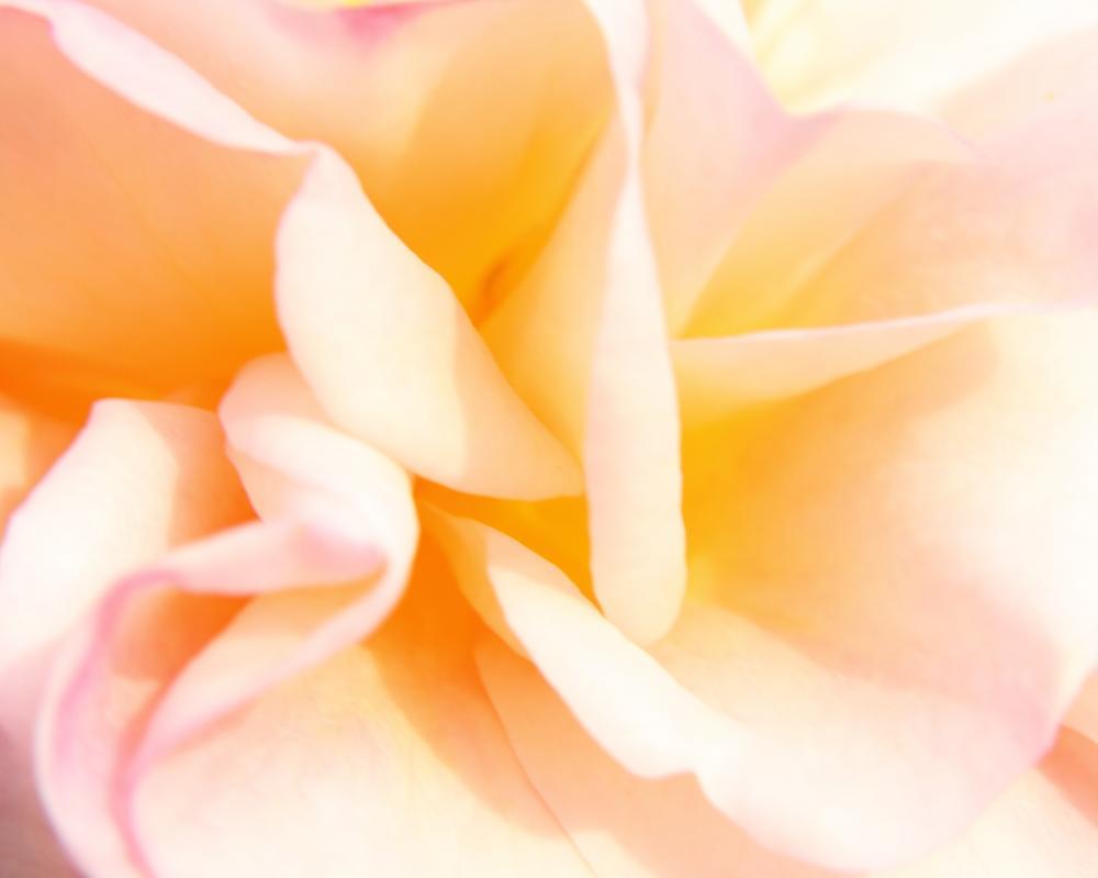 roses03_1840.JPG