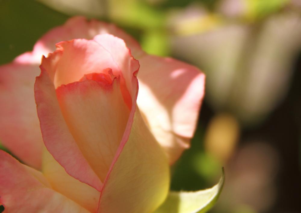 roses05_3323.JPG