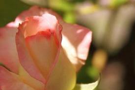 roses05_7291.JPG