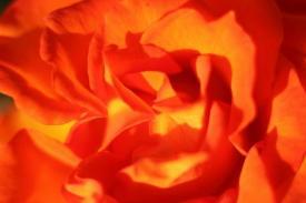 roses06_6259.JPG