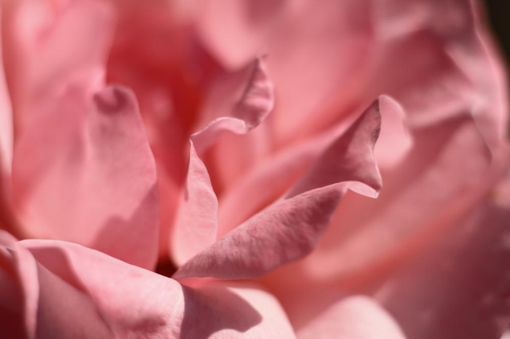 roses08_6598.JPG