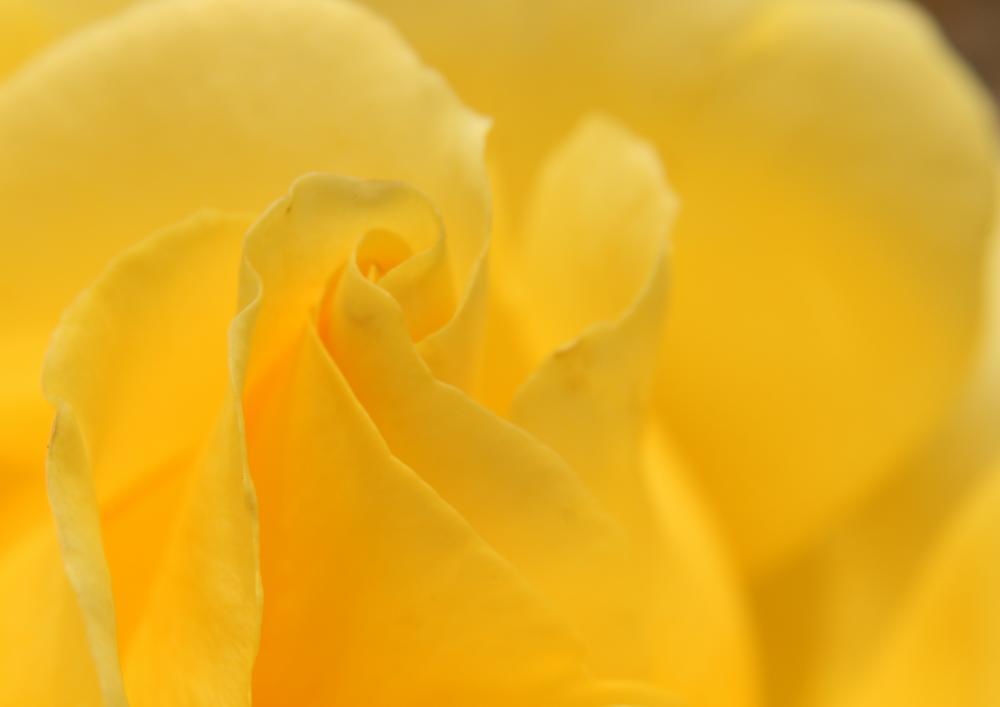 roses09_4715.JPG