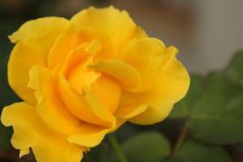 roses11_7522.JPG