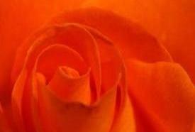 roses12_7303.JPG