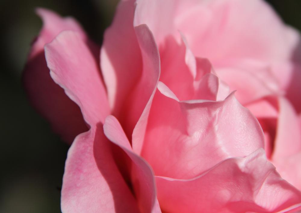 roses13_9331.JPG