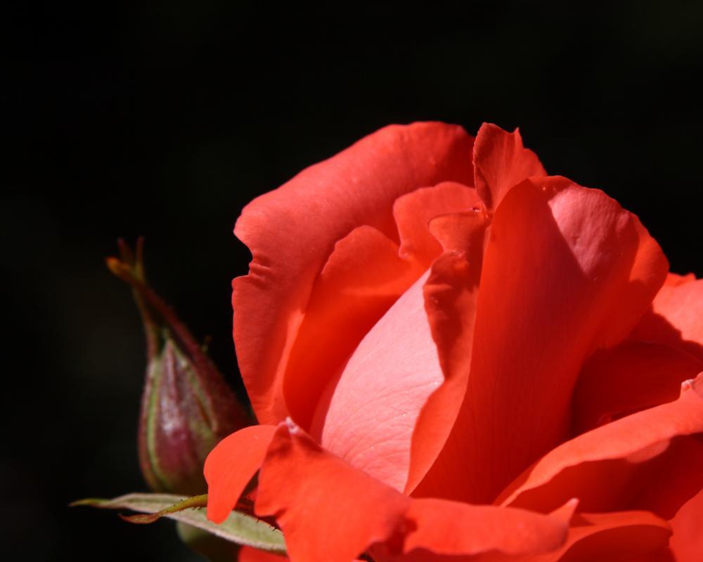 roses14_9581.JPG