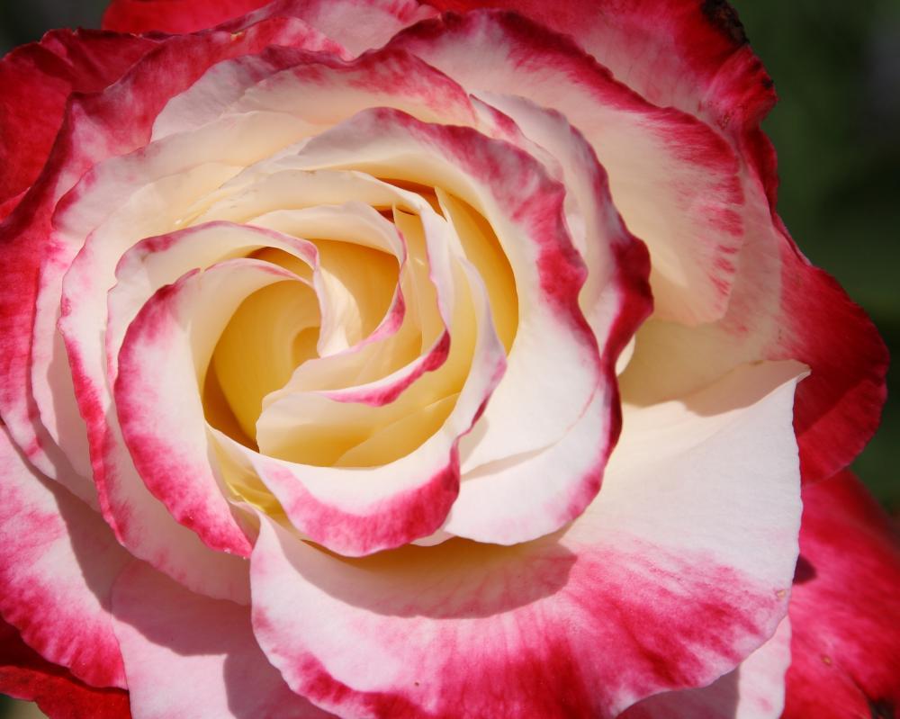roses15_3893.JPG
