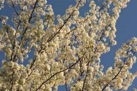tree01_7132.JPG