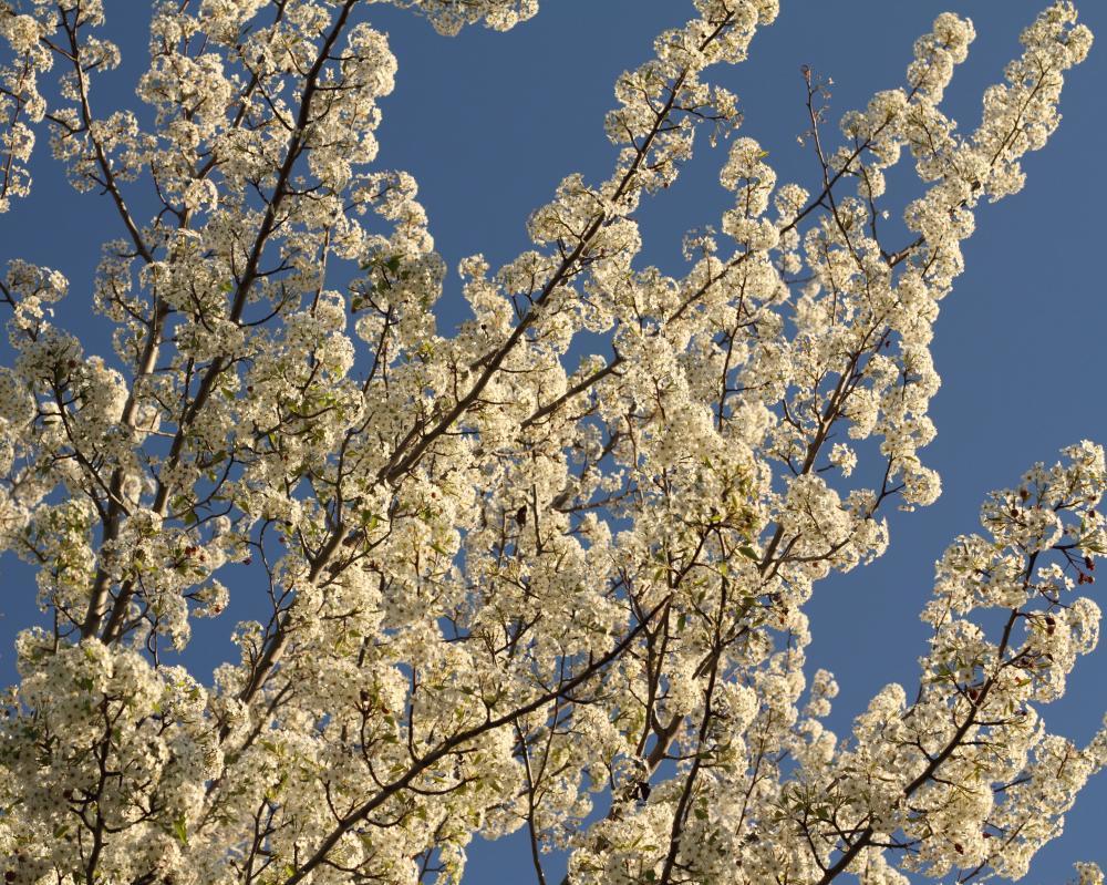 tree01_9164.JPG