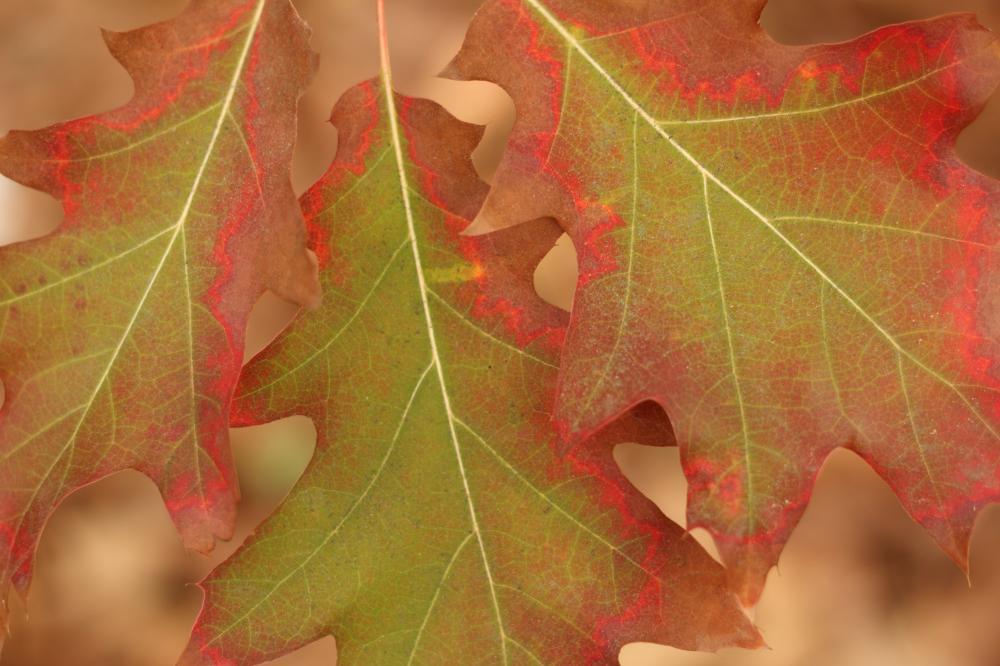 tree02_1456.JPG