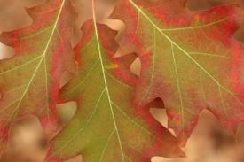 tree02_5481.JPG