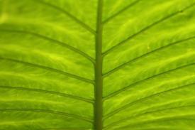 tree03_2869.JPG