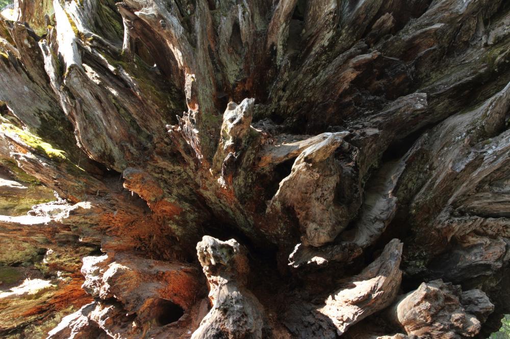 tree05_1946.JPG