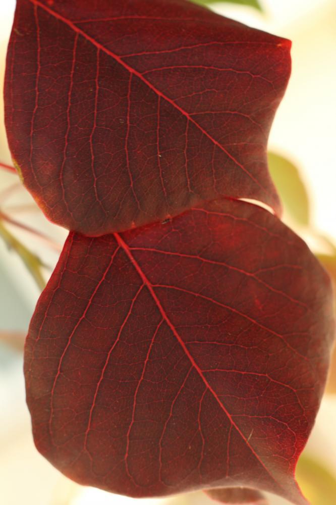 tree06_4615.JPG