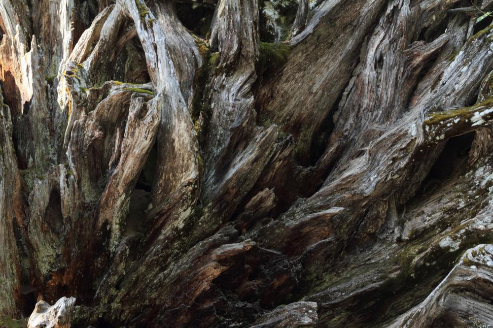 tree07_2894.JPG